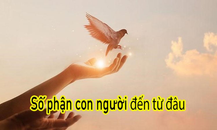 Luận Giải Số Phận Con Người Và Số Mệnh Có Cải Được Không