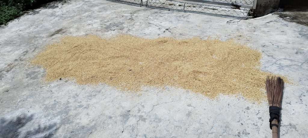 Bài học từ việc phơi lúa giống và hành trình bán hàng online – câu chuyện của Phụng ở Phú Yên